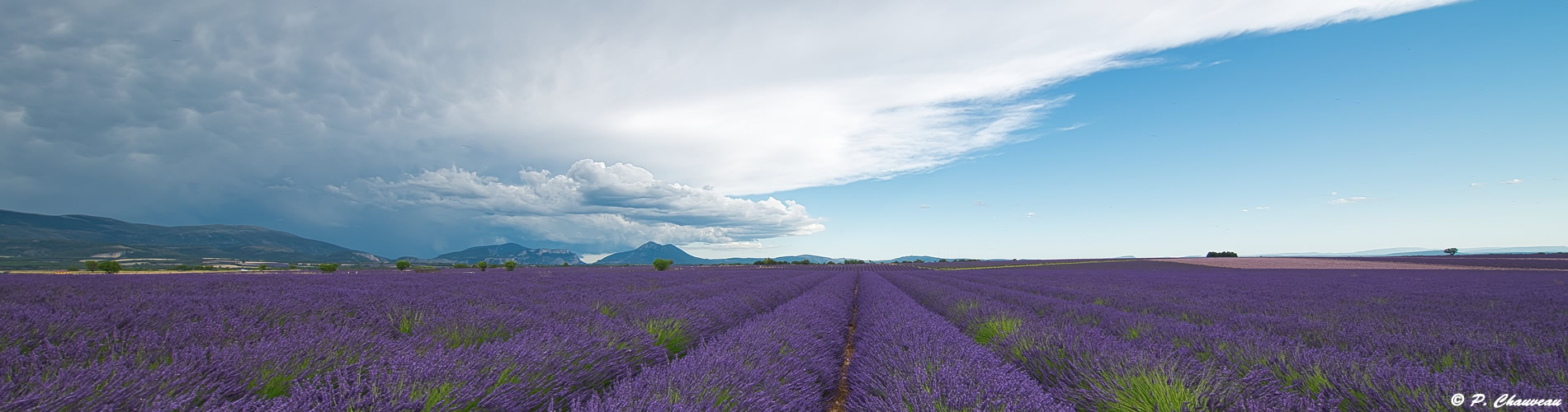 lavandes valensole